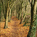 woodland walk