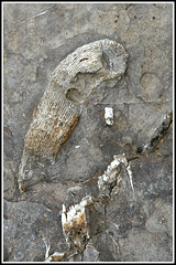 Fossils