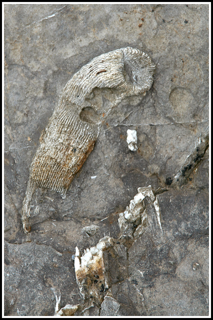 Fossils