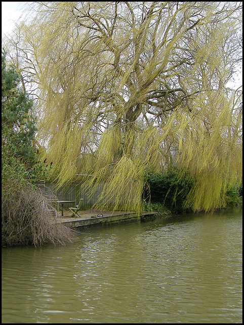 the greening of the willow