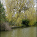 the greening of the willow