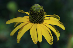 California Coneflower