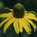 California Coneflower