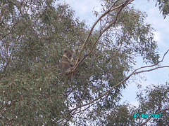 Jersey 315b Yannergee koala 002