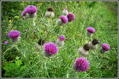 Thistles