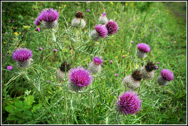 Thistles