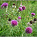 Thistles