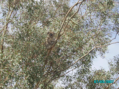 Jersey 315g Yannergee koala 007