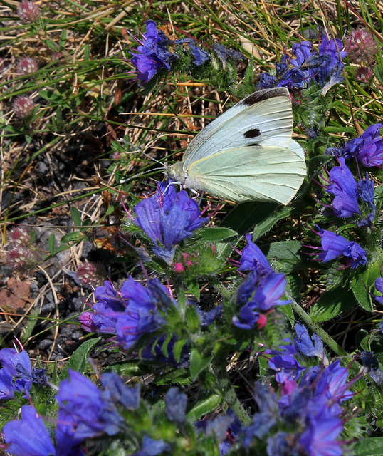 Pieris brassicae . sur Vipérine