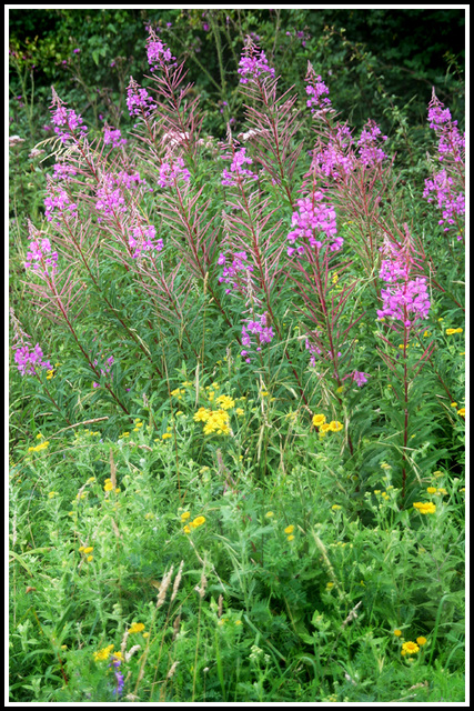 Wild Flowers