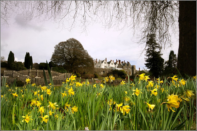 April daffs