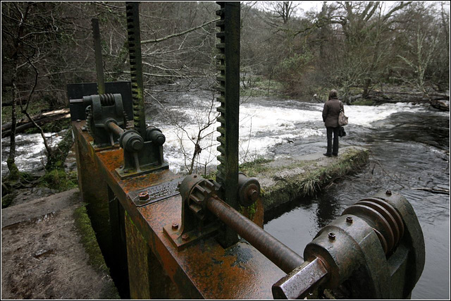 Watching the water flow