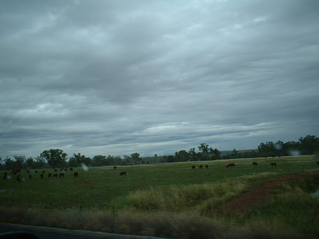 Jersey 329 Tamworth - Gunnedah