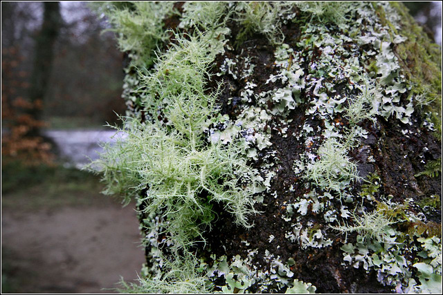 Lichen