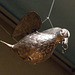 Silver Dove in the Metropolitan Museum of Art, April 2010