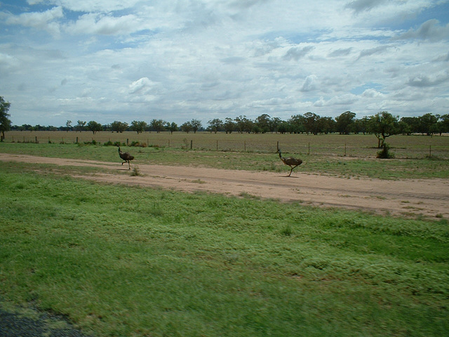 Jersey 342 Coonamble - Quambone