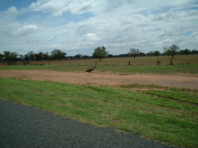 Jersey 345 Coonamble - Quambone