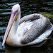 Pelican