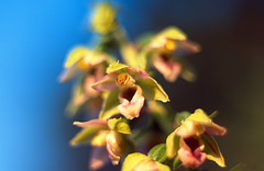 Epipactis helleborine