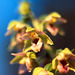 Epipactis helleborine