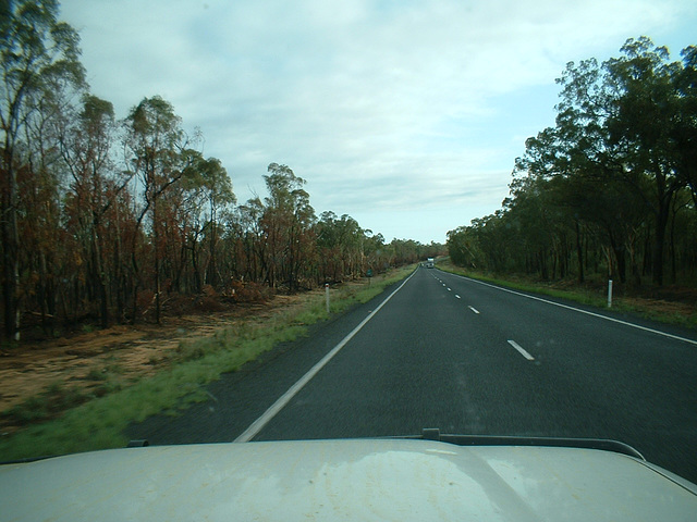 Jersey 355 Coonabarabran - Narrabri