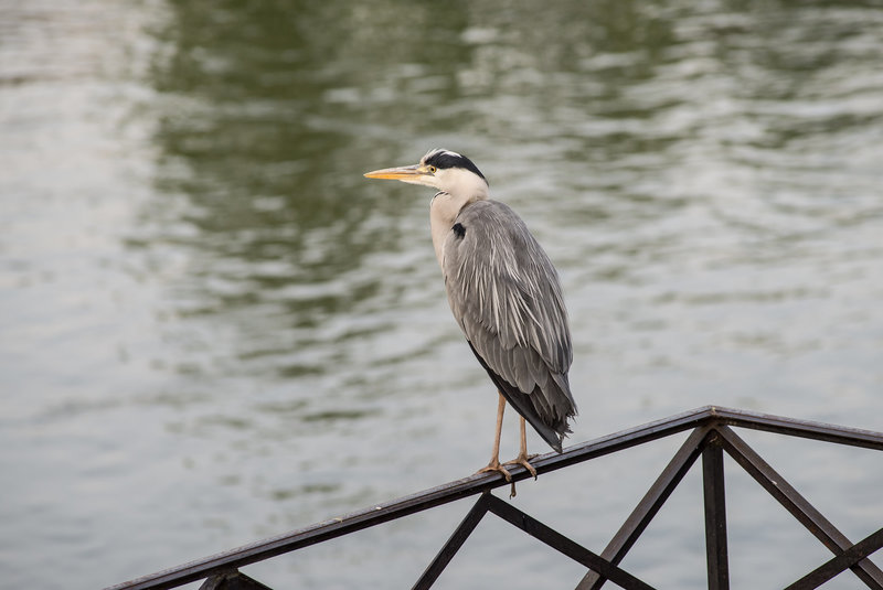 BESANCON: Un héron cendré (Ardea cinerea) 01.