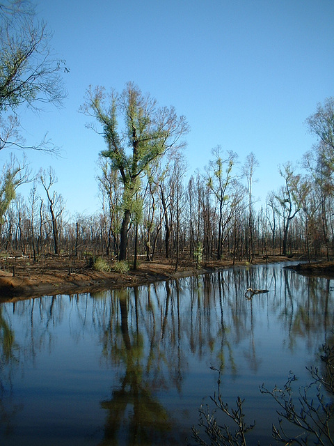 Jersey 358 Coonabarabran - Narrabri