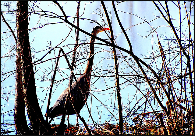 A stork