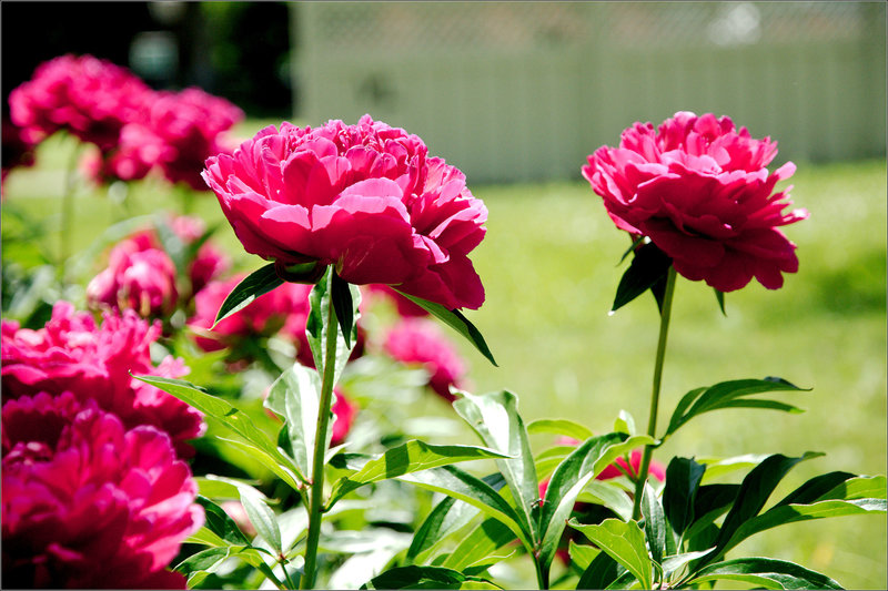 Peonies