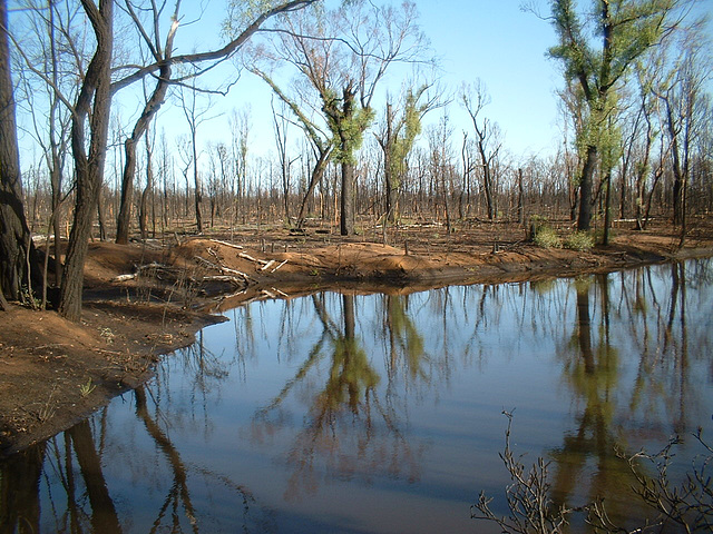 Jersey 360 Coonabarabran - Narrabri