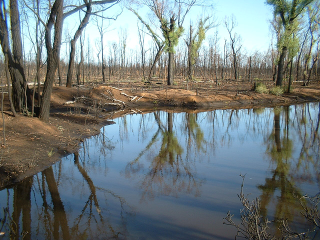 Jersey 361 Coonabarabran - Narrabri