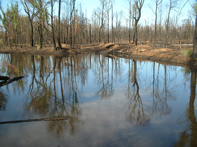 Jersey 362 Coonabarabran - Narrabri