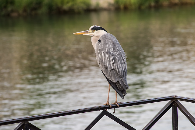 BESANCON: Un héron cendré (Ardea cinerea) 02.