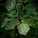 Rose leaves in rain