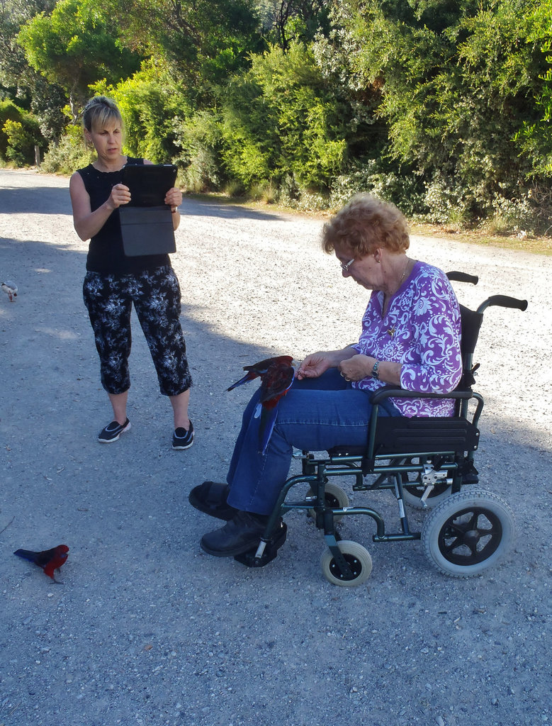 Marcia and the rosellas