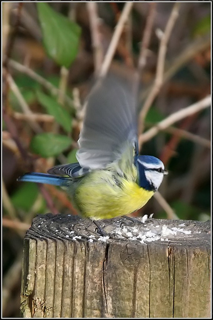 Blue Tit