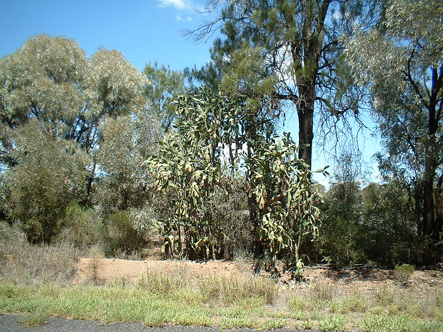 Jersey 376 Goondiwindi - Warwick