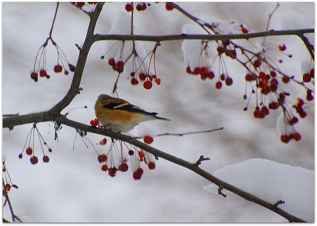 Frozen lunch