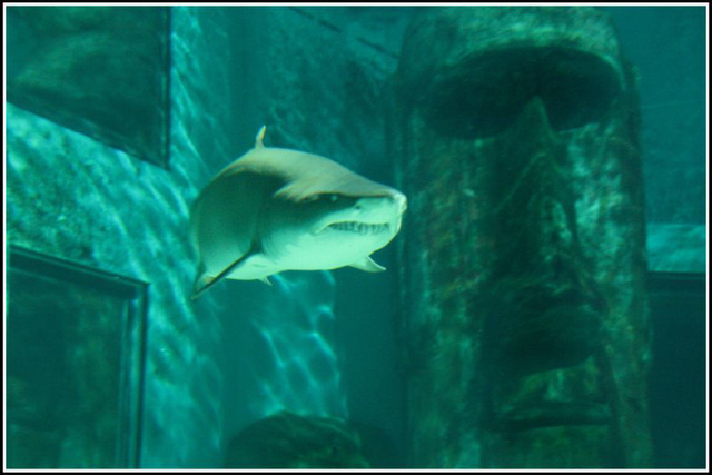 Sharks Teeth