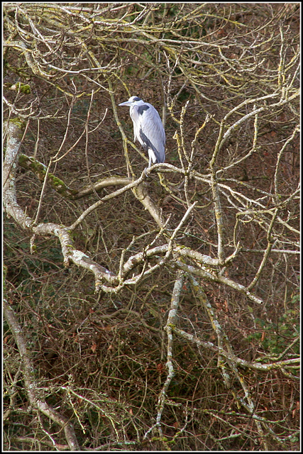 Roosting Heron