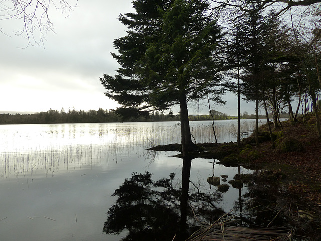 Lough Cutra - Jan 2013