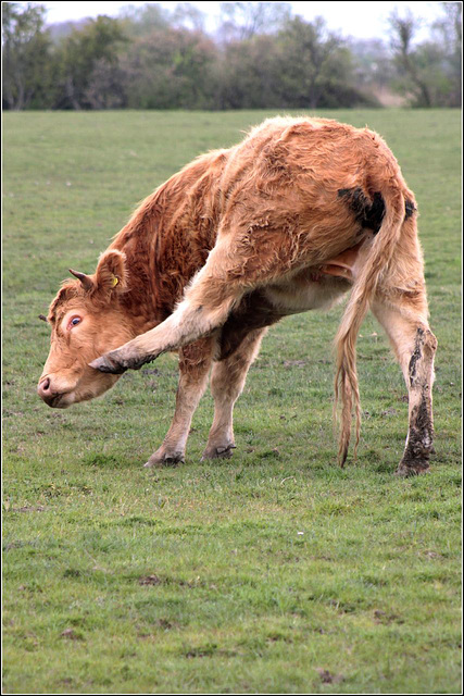 Cow yoga