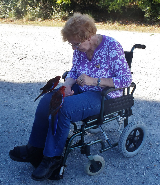 Marcia and the rosellas