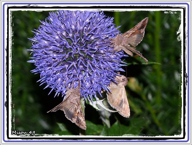 MON JARDIN