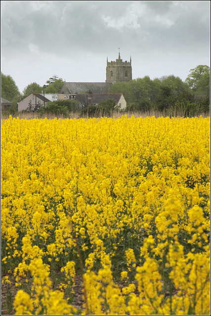 Mustard field