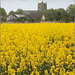 Mustard field