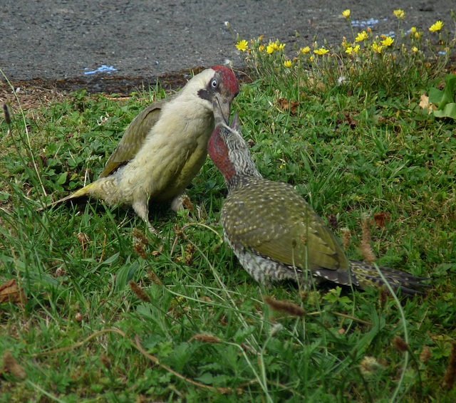 Feeding Time