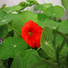 Lone nasturtium