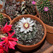 Gymnocalycium bozsingianum (3)