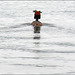 Grebe departure